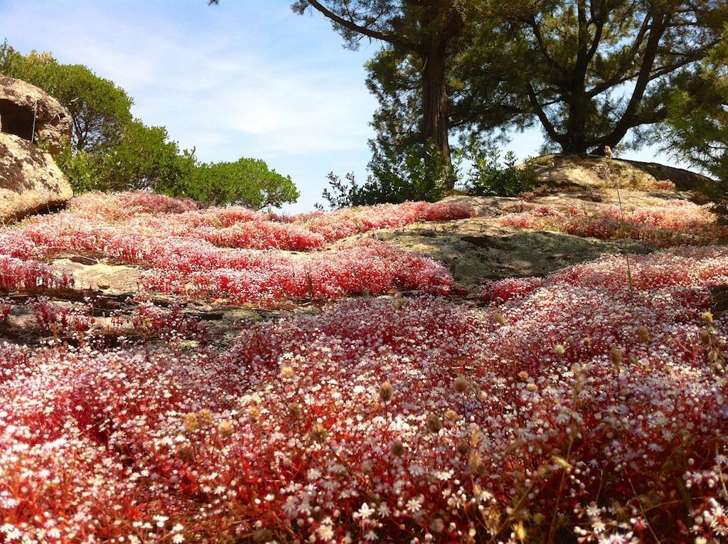 Vila Le Tre Pietre Baia Sardinia Exteriér fotografie